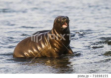 Sea Lion baby 71698155