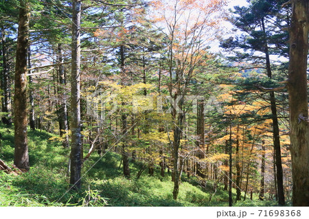 色づく雑木 71698368