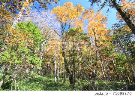 黄金色の雑木 71698376