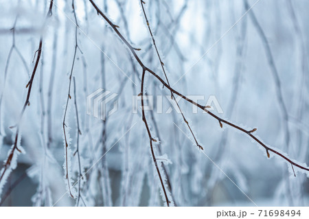 Winter frost on birch tree branches. First snow in winter time Winter frost on birch tree branches. First snow in winter time 71698494