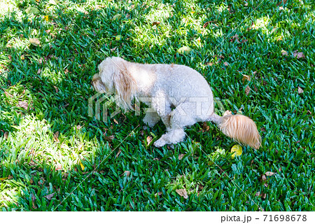 キャバプーの動作　おしっこ 71698678