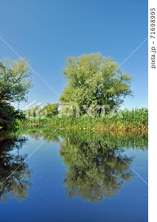 Water channel in the Danube delta Water channel in the Danube delta 71698995
