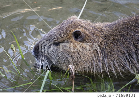 草を食むヌートリア 草を食むヌートリア 71699131