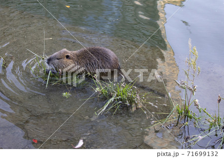 草をかじるヌートリア 草をかじるヌートリア 71699132