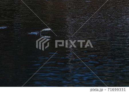 魚 淡水魚 川 71699331