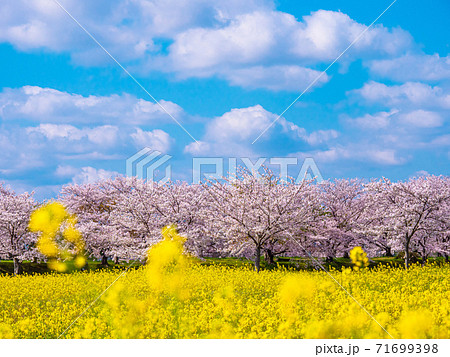 藤原宮跡の桜と菜の花の写真素材