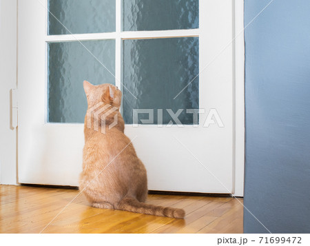 cat kitten waiting at the door 71699472