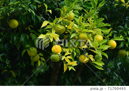 柚子の木 71700493