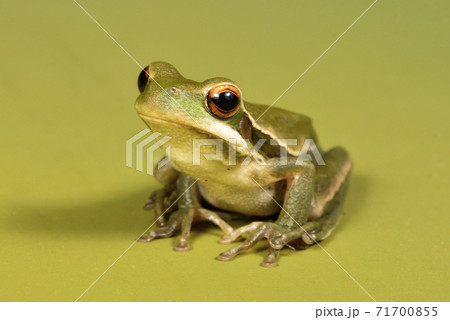 Frog, La Pampa, Argentina 71700855