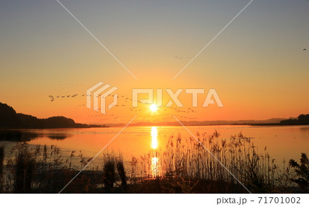 伊豆沼の朝の飛び立ち 71701002
