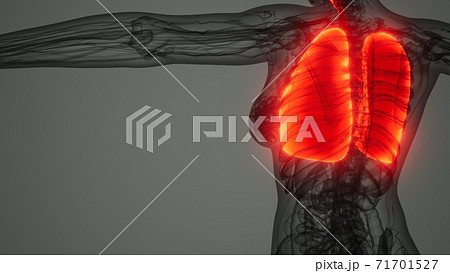 Human Lungs Radiology Exam 71701527