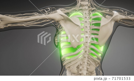 Human Lungs Radiology Exam Human Lungs Radiology Exam 71701533