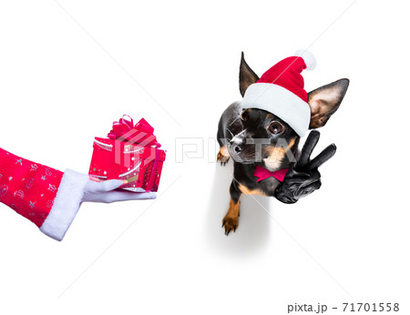 happy new year dog celberation happy new year dog celberation 71701558