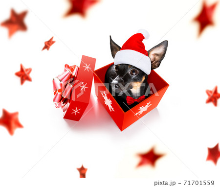 santa claus dog on christmas holidays santa claus dog on christmas holidays 71701559