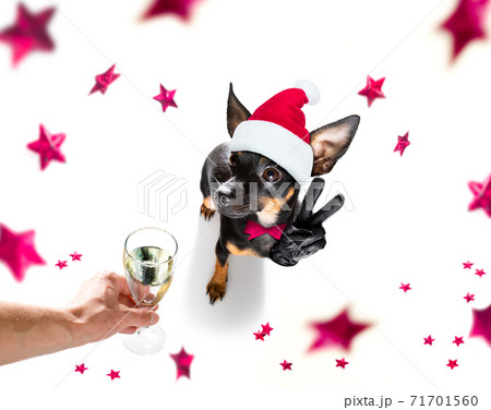 happy new year dog celberation happy new year dog celberation 71701560
