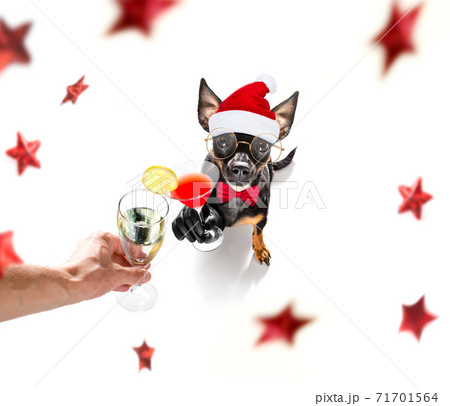 happy new year dog celberation 71701564