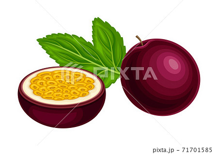 Halved Purple Passion Fruit with Thick Pith and Numerous Seeds Rested with Green Leaf Vector Illustration 71701585