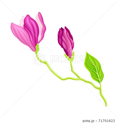 Fragrant Purple Magnolia Bowl-shaped Flower Bud on Green Stalk Vector Illustration Fragrant Purple Magnolia Bowl-shaped Flower Bud on Green Stalk Vector Illustration 71701622