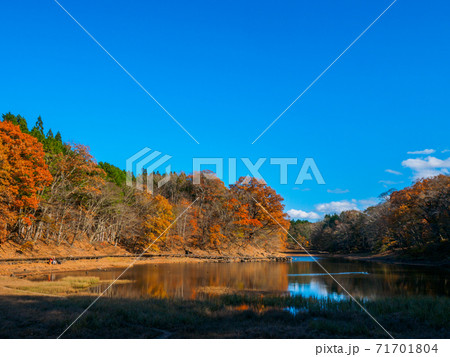 晩秋の晴れた日の大沼 (大沼園地、奥塩原、栃木県) 71701804