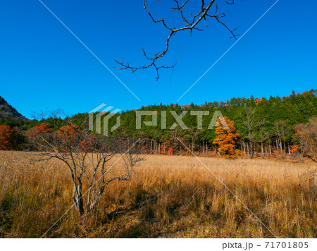 晩秋の大沼のヨシの群生地 (大沼園地、奥塩原、栃木県) 71701805