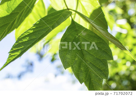 Branches of a tree with green leaves against a blue sky, illuminated by the rays of the sun 71702072