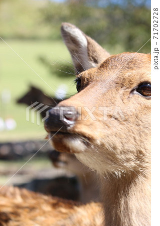 奈良公園 71702728