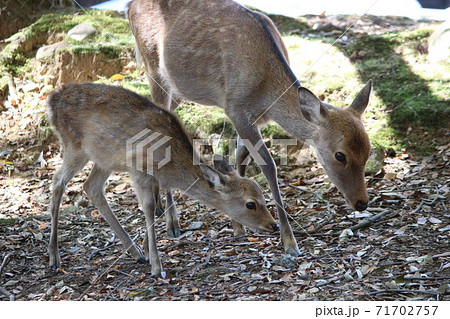 奈良公園 奈良公園 71702757