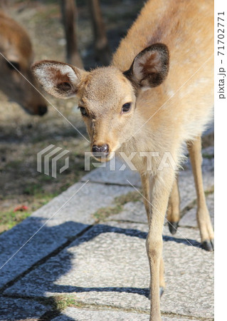奈良公園 71702771
