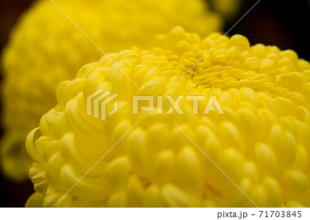 一輪の菊の写真素材 [71703845] - PIXTA
