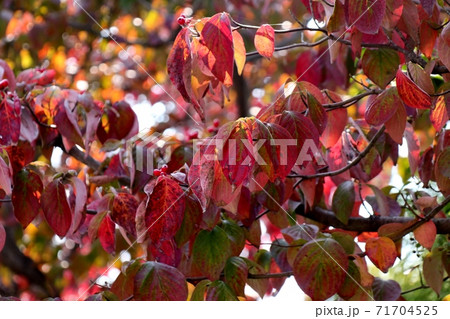紅葉 ハナミズキの木 街路樹 大阪府の写真素材