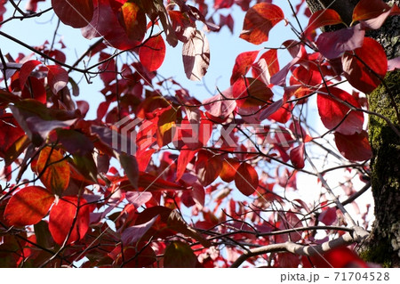 紅葉 ハナミズキの木 街路樹 大阪府の写真素材