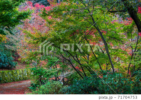 秋色の紅葉が美しい 71704753