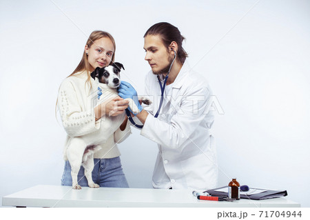 young veterinarian doctor in blue gloves examine little cute dog jack russell isolated on white background with owner blond girl holding it, animal healthcare young veterinarian doctor in blue gloves examine little cute dog jack russell isolated on white background with owner blond girl holding it, animal healthcare 71704944