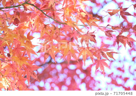 優しい紅葉 71705448