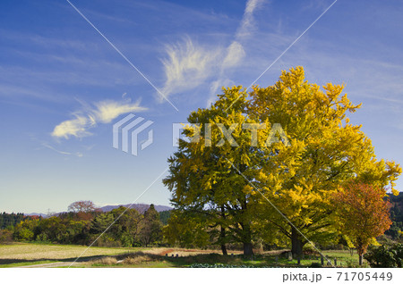 五泉市黄金の里　イチョウの黄葉 71705449