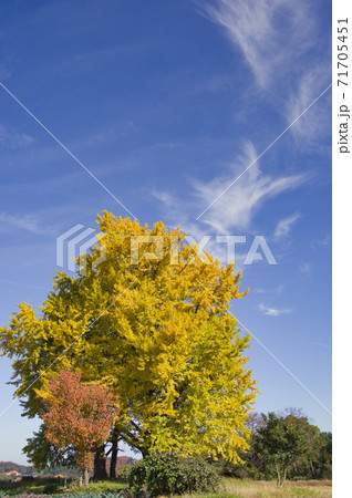 五泉市黄金の里 イチョウの黄葉 五泉市黄金の里 イチョウの黄葉 71705451