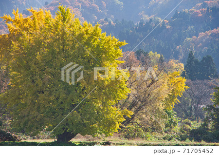 五泉市黄金の里　イチョウの黄葉 71705452