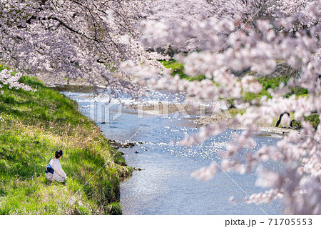 藤田川　満開の桜　着物　女性 71705553