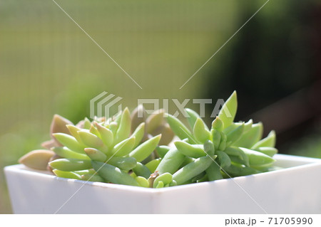 多肉植物 71705990
