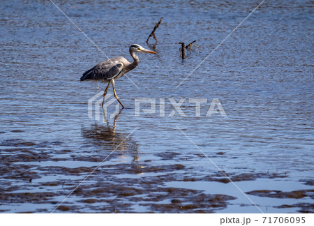 三重県津市志登茂川　野鳥　サギ 71706095