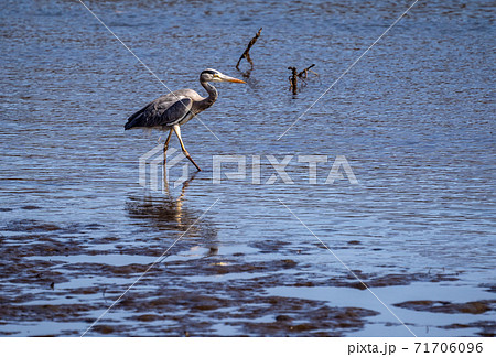 三重県津市志登茂川　野鳥　サギ 71706096