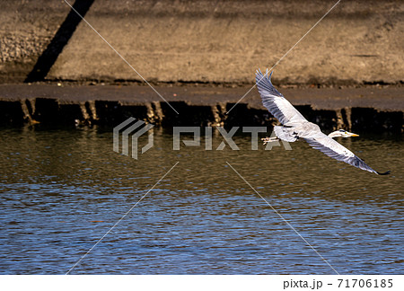 三重県津市志登茂川 野鳥 サギ 三重県津市志登茂川 野鳥 サギ 71706185