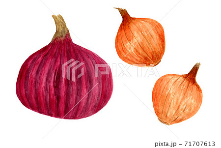赤タマネギと小タマネギ(水彩画) 71707613