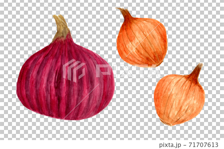 赤タマネギと小タマネギ(水彩画) 71707613