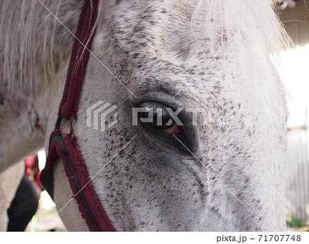 芦毛の馬の顔のアップ 芦毛の馬の顔のアップ 71707748