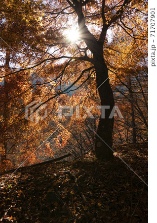 紅葉 紅葉 71707901