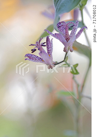 秋の代表的な山野草 ホトトギスの花 の写真素材