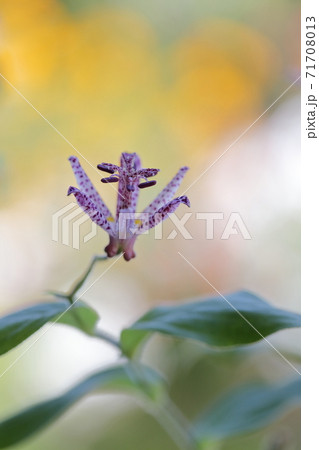 花言葉 永遠にあなたのもの ホトトギスの花 の写真素材