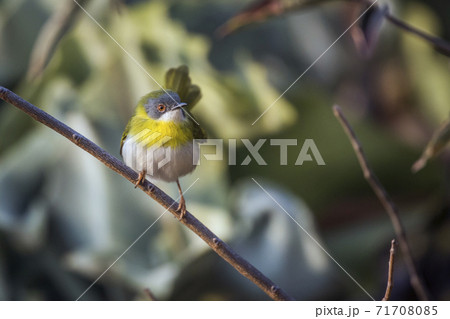 Yellow breasted Apalis in Kruger National park, South Africa 71708085