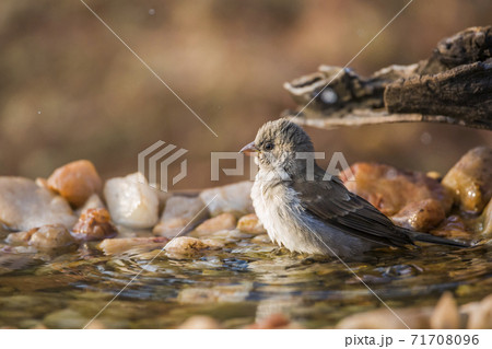 Southern Grey headed Sparrow in Kruger National park, South Africa Southern Grey headed Sparrow in Kruger National park, South Africa 71708096